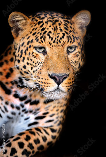 Fototapeta Naklejka Na Ścianę i Meble -  Leopard