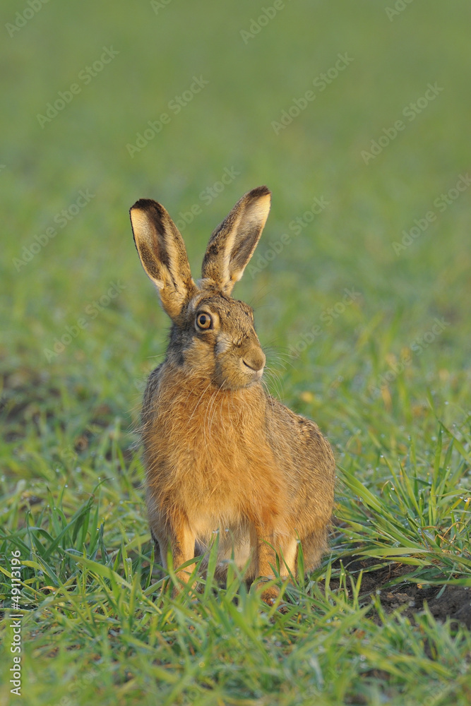 Brown hare Brown hare