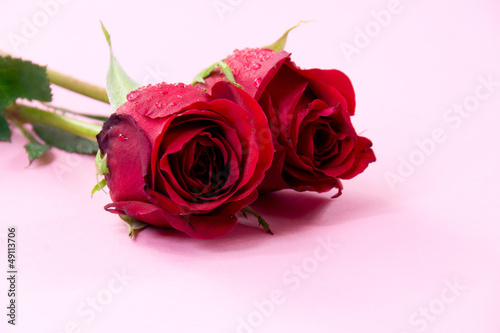 Rose with water drops isolated