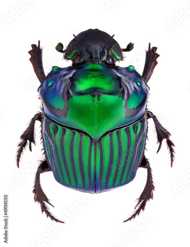 Fototapeta Dung beetle Oxysternon conspicillatum