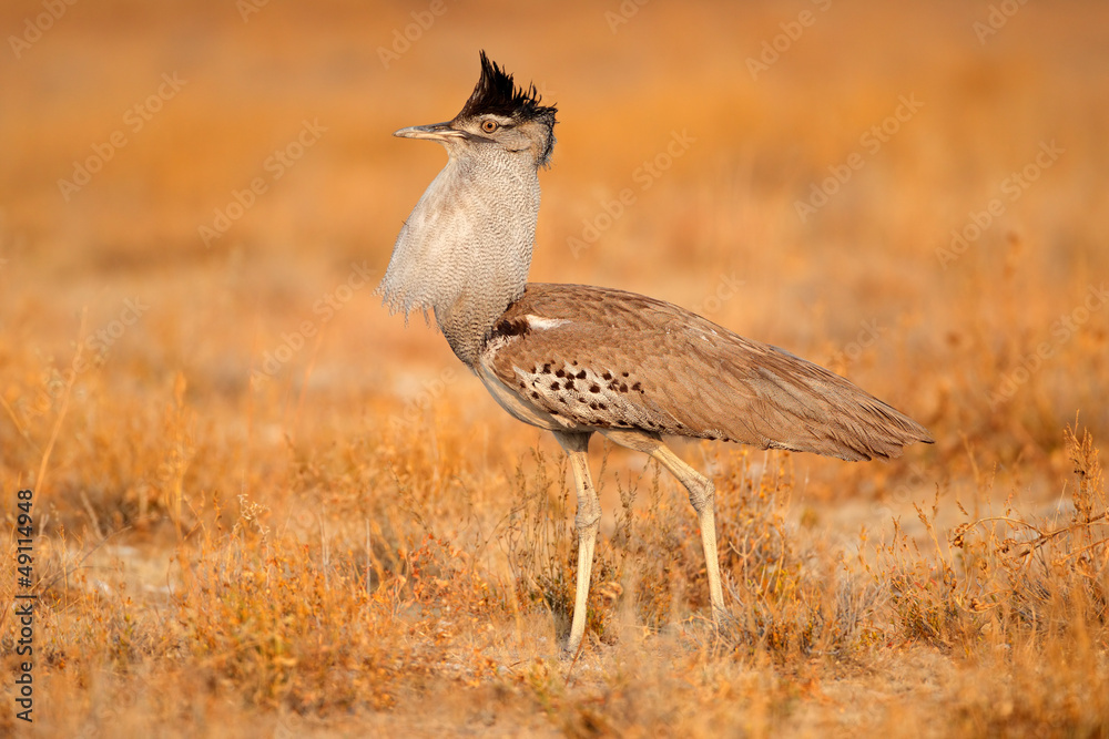 Ταπετσαρία Kori bustard (Ardeotis kori), Etosha National Park