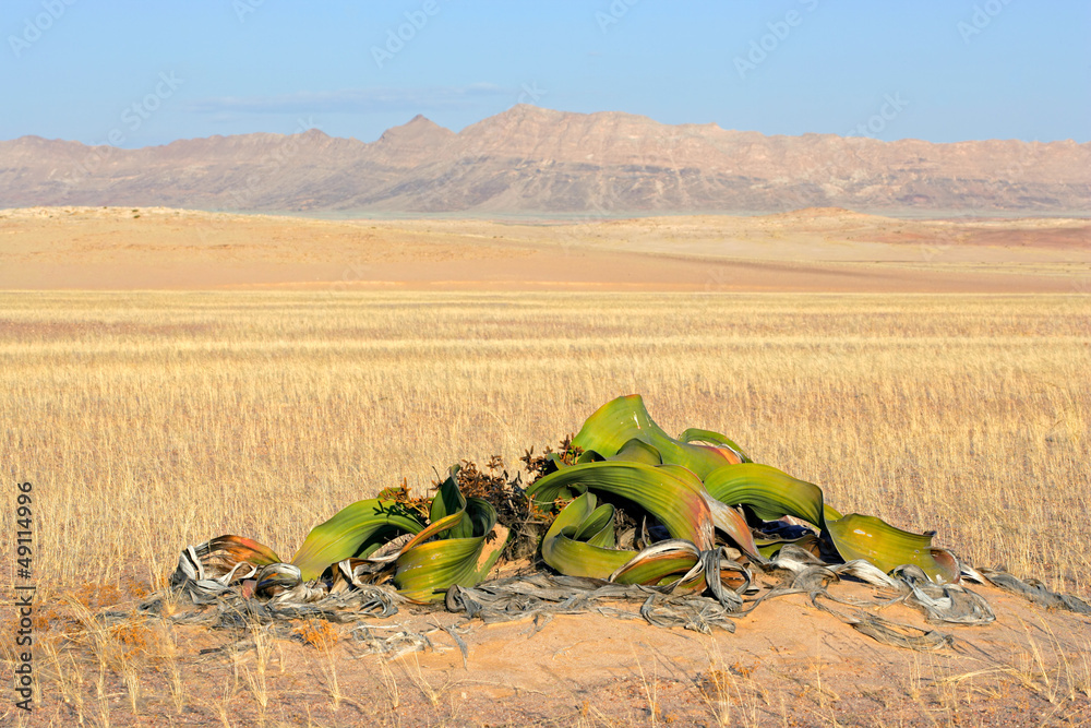 Obraz premium Welwitschia plant, Namib-Naukluft National park