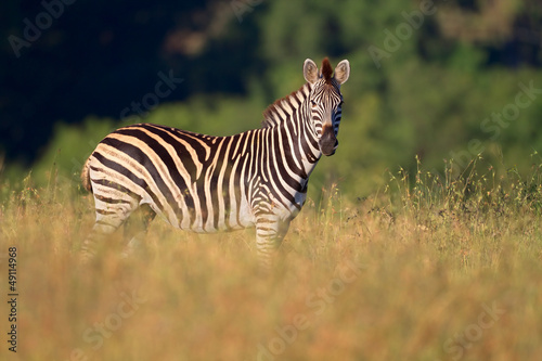 Plains (Burchells) Zebras (Equus burchelli) © EcoView