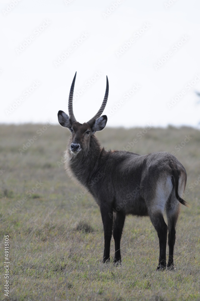 Fototapeta premium Waterbuck (Kobus ellipsiprymnus defassa), lake Nakuru, Kenya