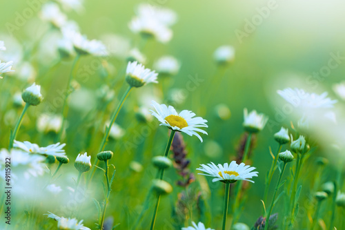 Fototapeta Naklejka Na Ścianę i Meble -  Beautiful Spring Daisy in the meadow