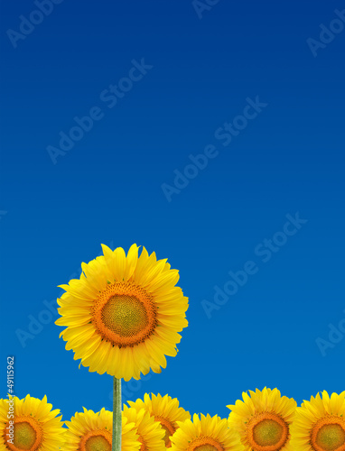 Fototapeta Naklejka Na Ścianę i Meble -  Sunflowers