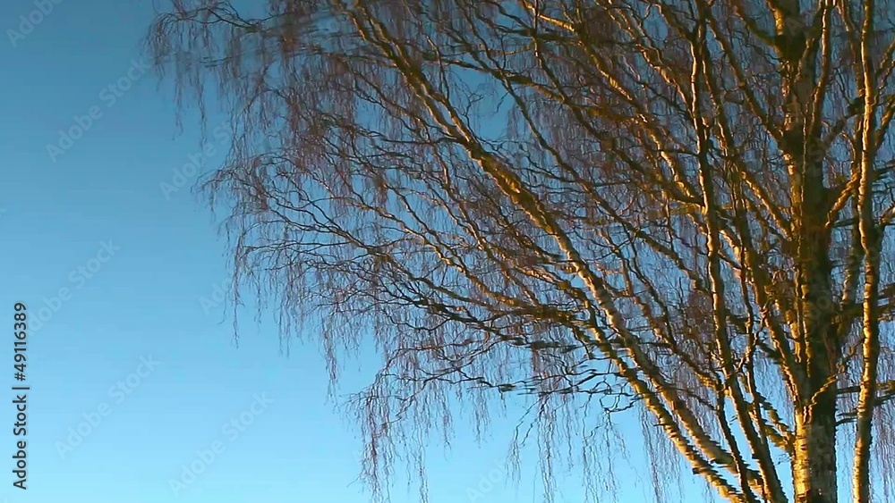 Reflection of a tree in water Reflection of a tree in water