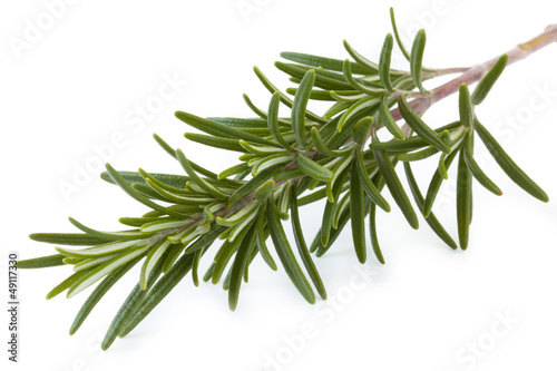 Fresh rosemary isolated on background white_IV