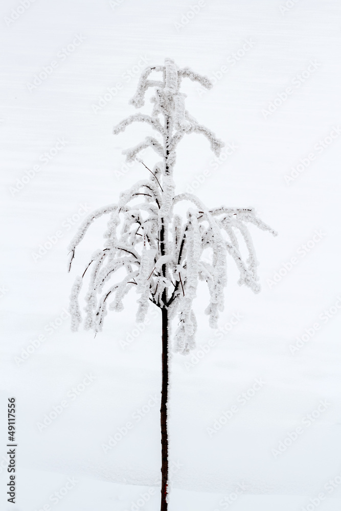 Fototapeta premium snowy small trees in winter