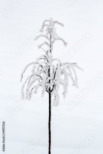 snowy small trees in winter