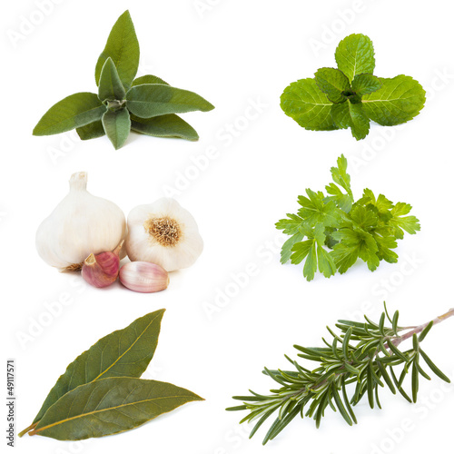 set of six herbs on white background photo