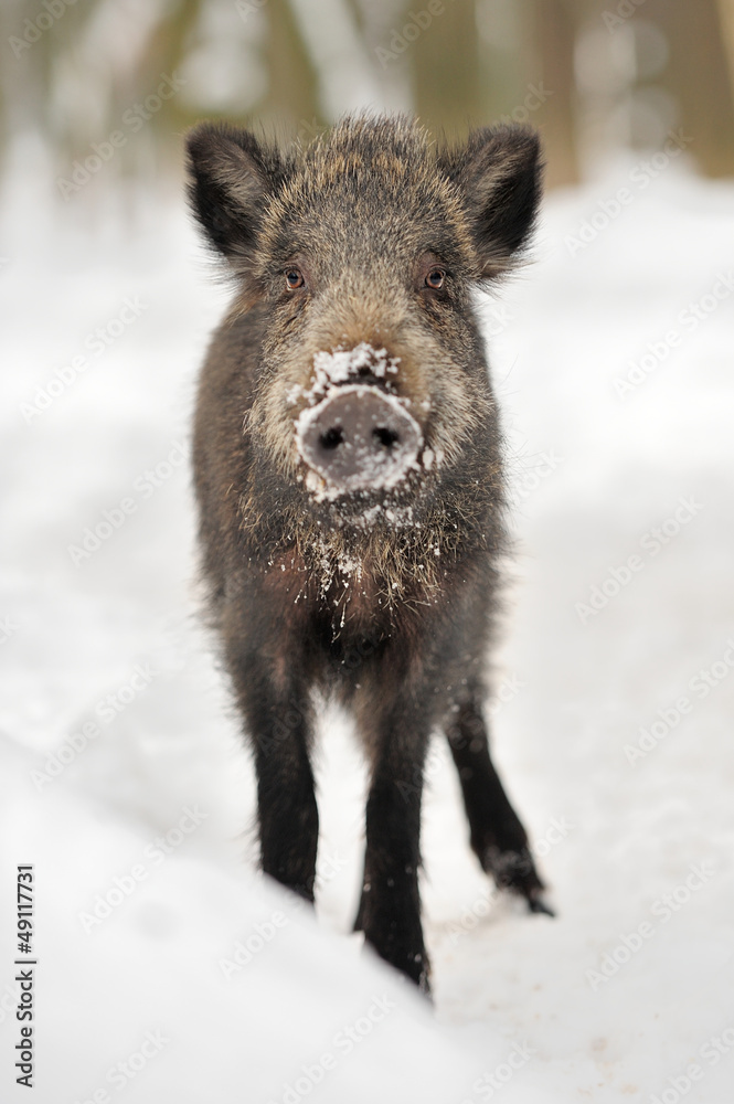 Wild boar