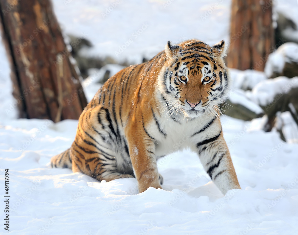 Obraz premium Tiger