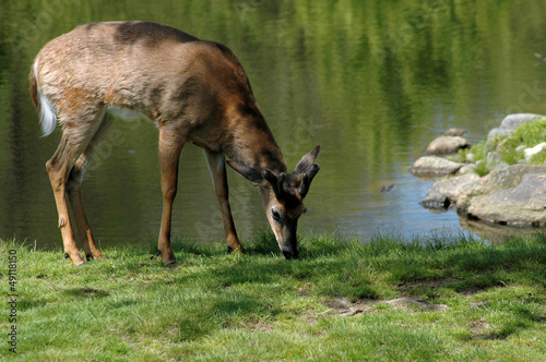 White tailed deer eating grass