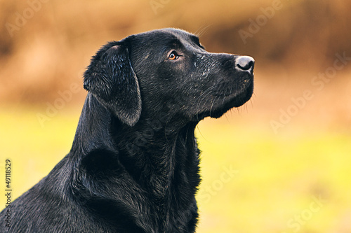 Black Labrador Portrait