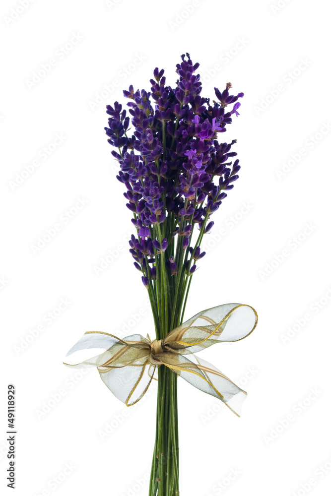 Naklejka premium Lavendel vor weißem Hintergrund