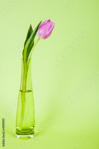 Rosa Tulpe in der Vase