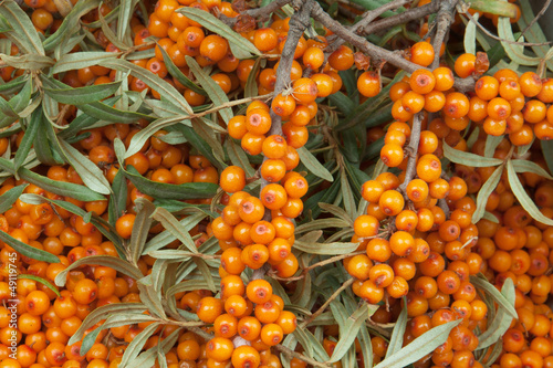 sea-buckthorn