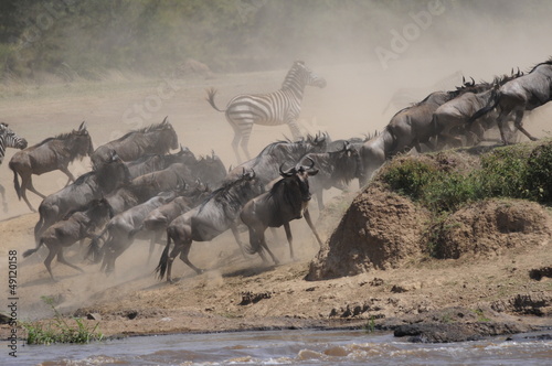 The great migration of wildebeest in Kenya