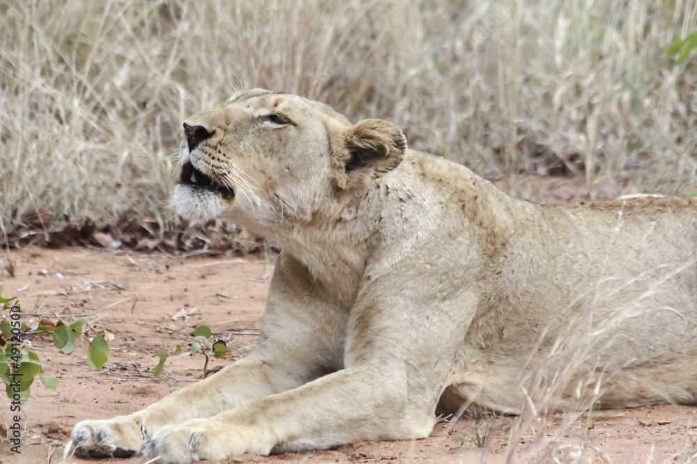 Lioness roaring Lioness roaring