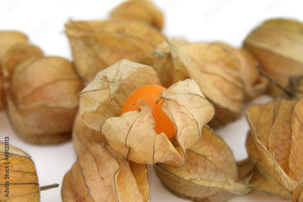 Physalis Physalis