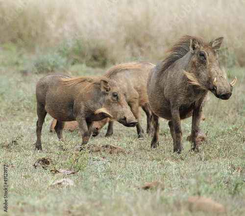 Warthog Family