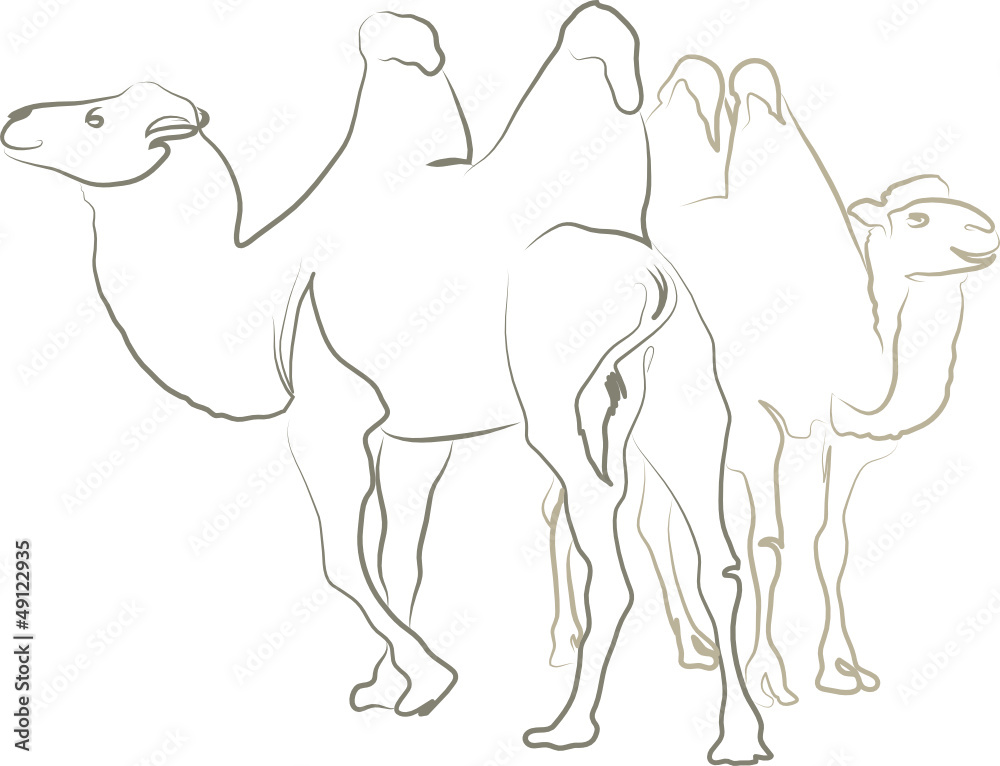 Zwei Kamele - Trampeltier