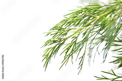 dill on a white background. macro