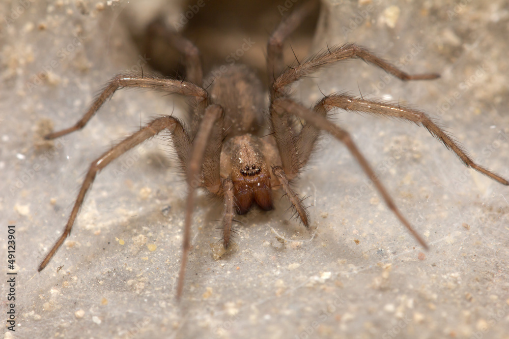 Funnel Web Weaver Grass Spider out on his funnel web Funnel Web Weaver Grass Spider out on his funnel web