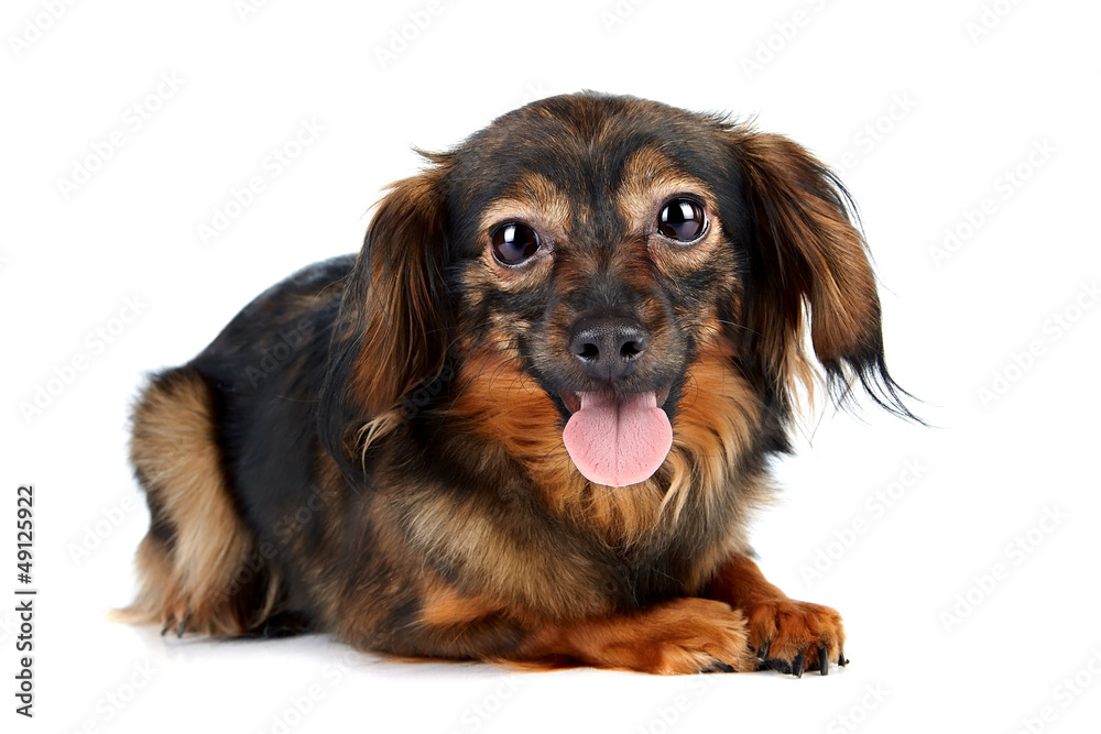 Decorative brown dog