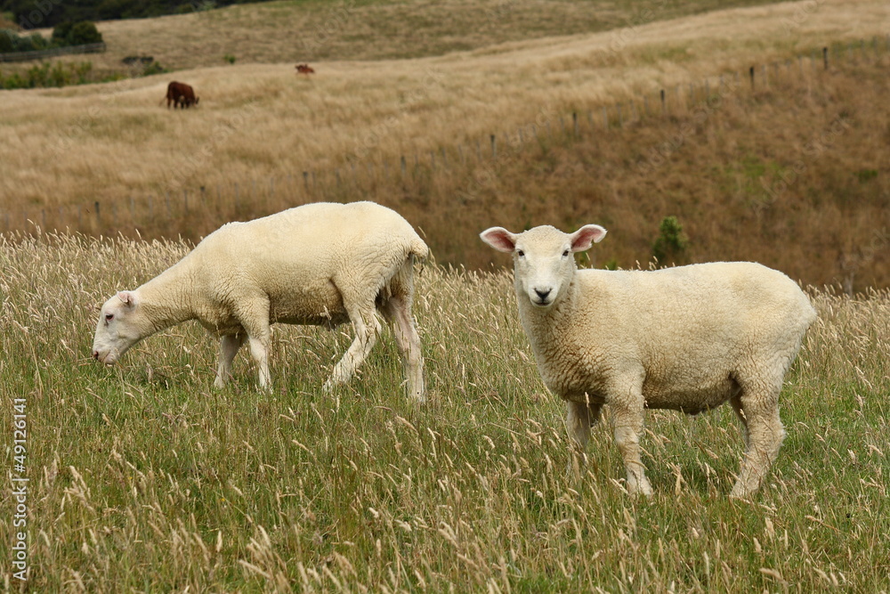 two sheared sheep grazing two sheared sheep grazing