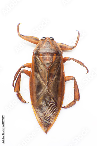 Giant water bug