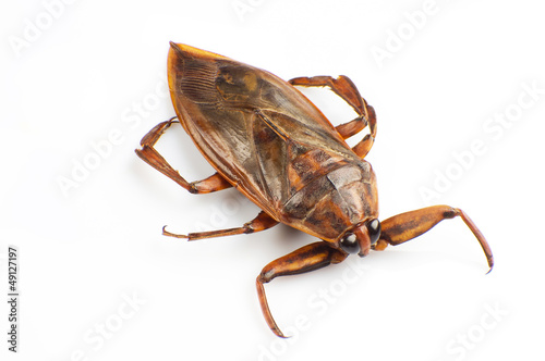 Giant water bug photo