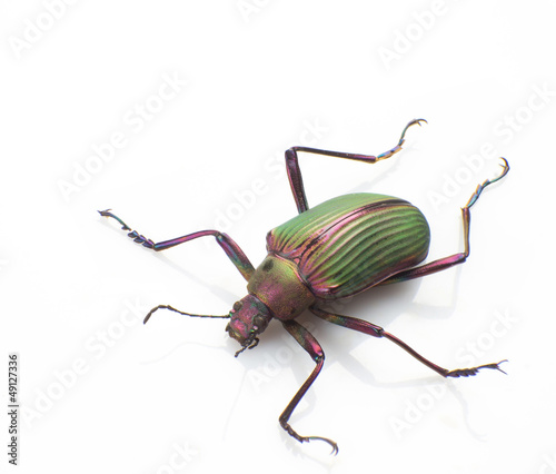 Ground beetle photo