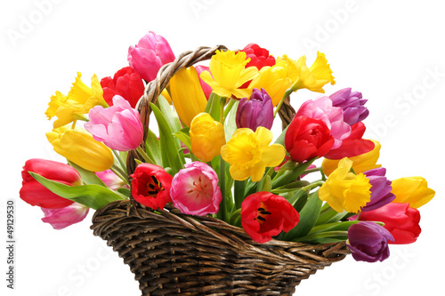 Fototapeta Naklejka Na Ścianę i Meble -  Tulips and daffodils in basket
