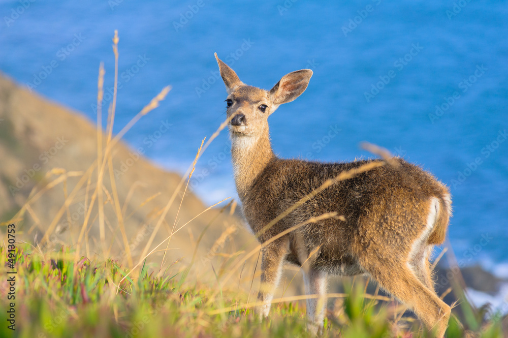 Young californian black-tailed deer looking at the camera Young californian black-tailed deer looking at the camera
