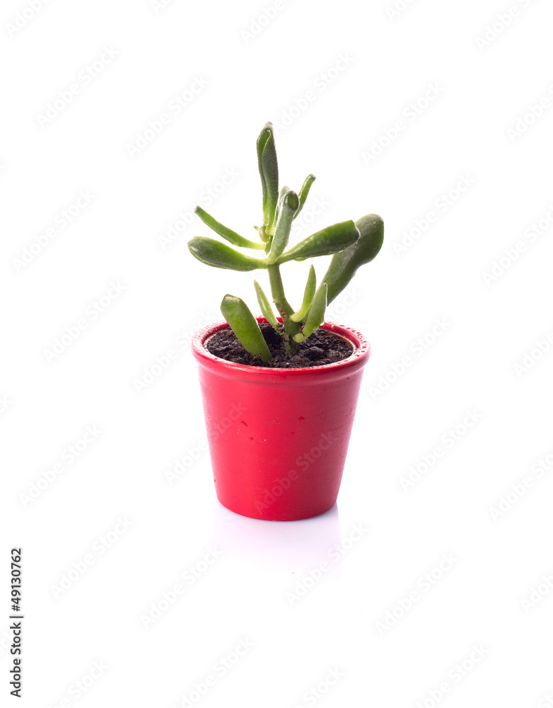 Crassula ovata Hobbit Crassula ovata Hobbit