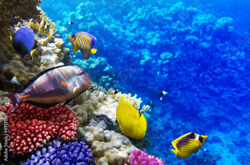 Coral and fish in the Red Sea. Egypt  Africa.