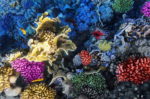 Fototapeta Naklejka Na Ścianę i Meble -  Coral and fish in the Red Sea. Egypt, Africa.