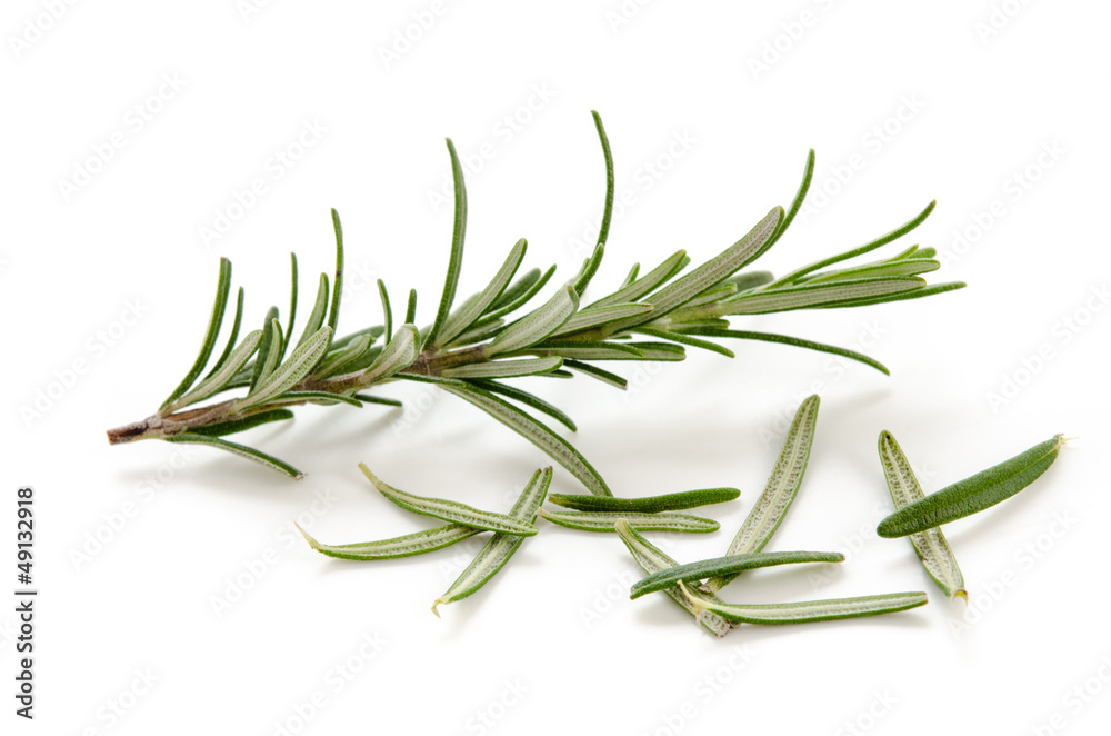 Fototapeta premium Rosmarin - Rosemary