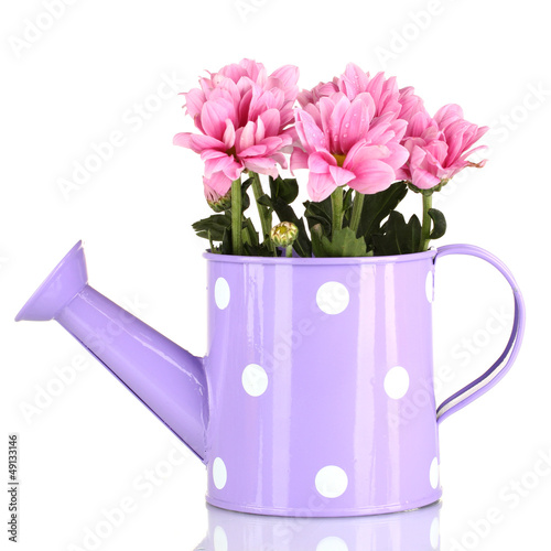 colorful chrysanthemums in violet watering can with white polka