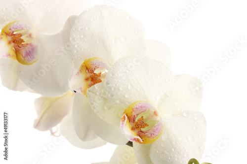 beautiful orchid  isolated on white