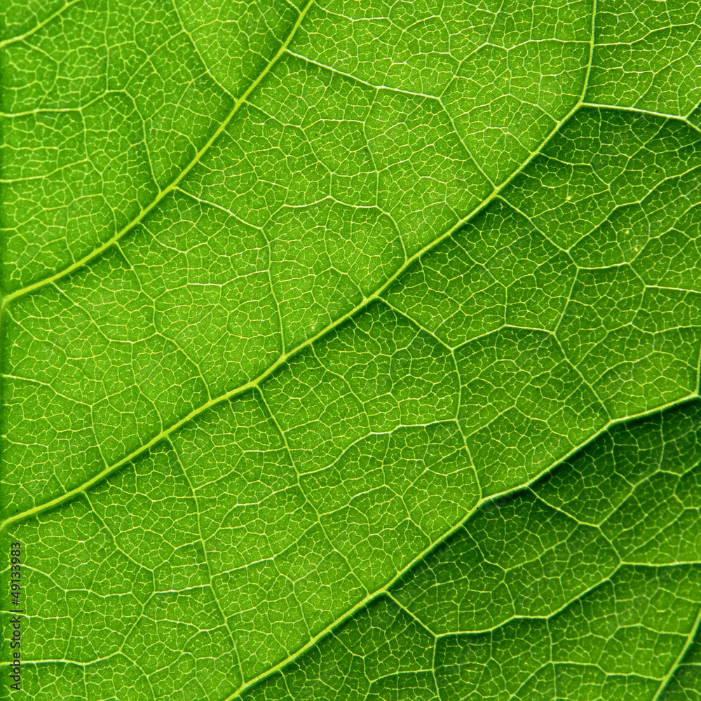 Green leaf macro Green leaf macro