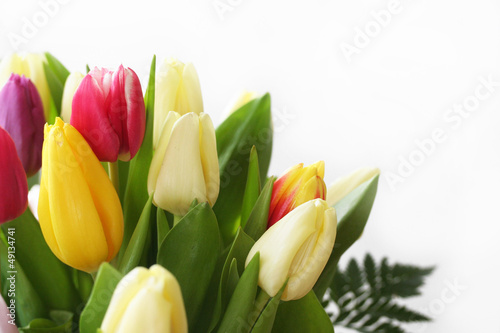 tulipani_ sfondo bianco