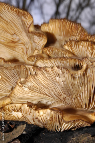 bracket fungus 3