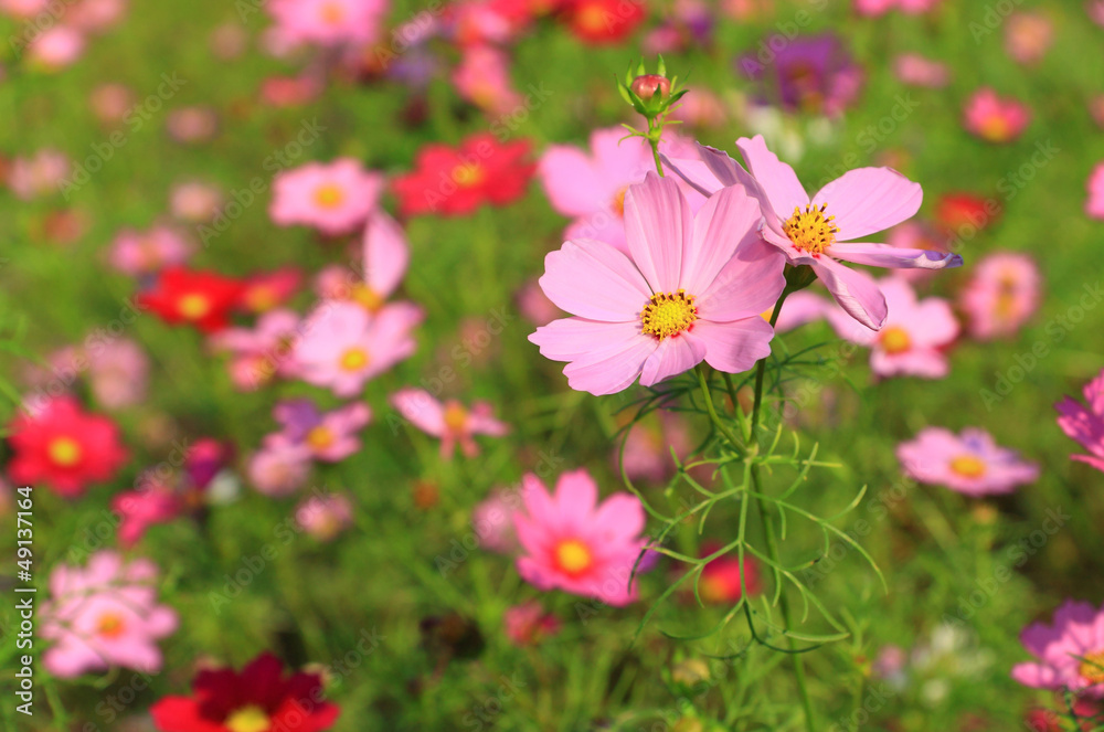 Pink cosmos flowers Pink cosmos flowers