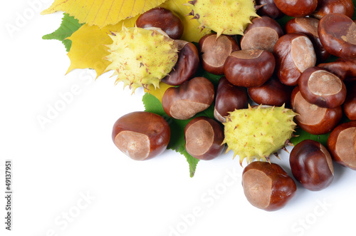 Chestnuts on autumn leaves isolated on white background