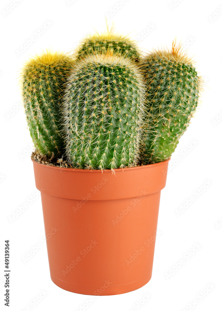 Cactus in pot isolated on white background Cactus in pot isolated on white background