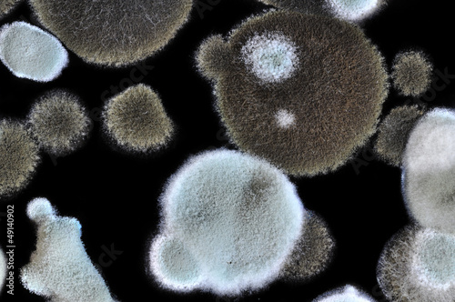 Mold