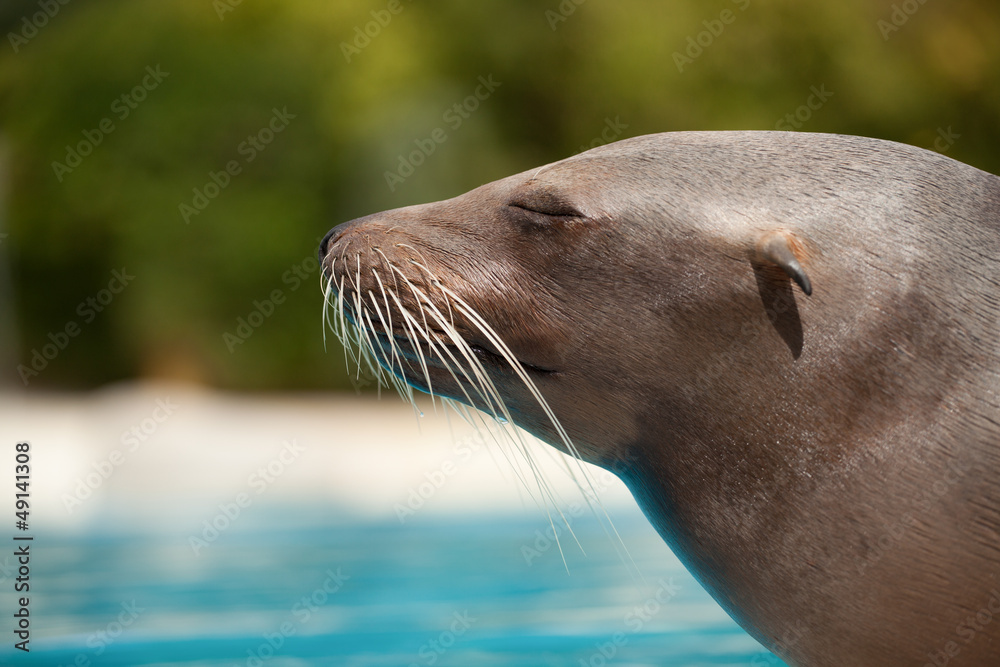 Fototapeta premium sea lion
